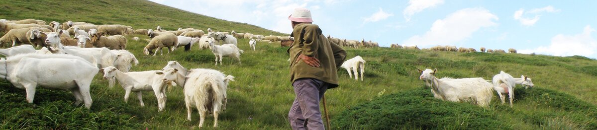 Veduta di un pastore su un pendio erboso mentre sorveglia un gregge misto di capre e pecore al pascolo sotto un cielo azzurro con nuvole bianche. Archivio APAM. Fine descrizione dell’immagine.