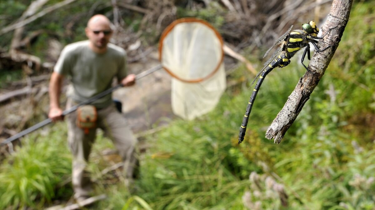 Nella fotografia in primo piano una libellula e sullo sfondo un po' sfocato un ricercatore impegnato nel progetto armato di retino per la cattura dell'insetto | F. Tomasinelli.