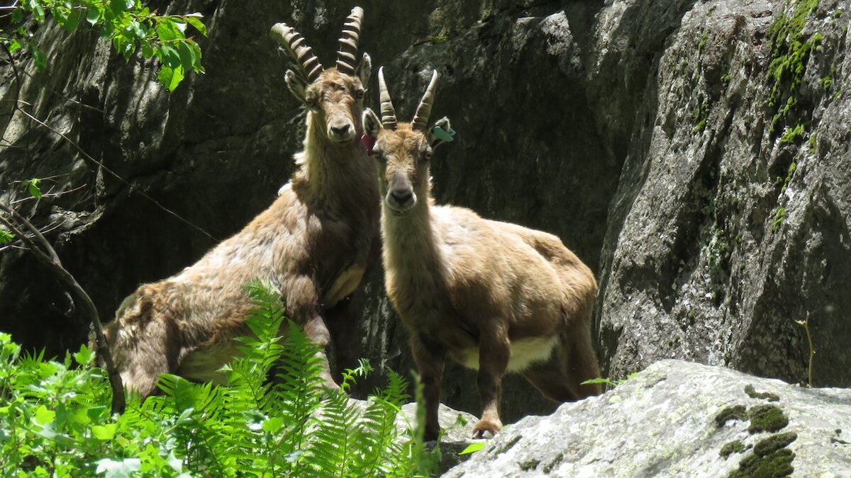 Nella foto un aaschio e una femmina di stambecco con marche auricolari colorate che permettono di riconoscere l'esemplare | A. Rivelli.